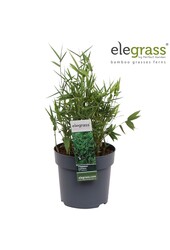 Pleioblastus pygmaeus Distichus P14