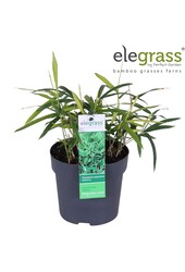 Pleioblastus pygmaeus Distichus P14