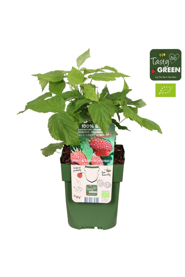 Rubus idaeus Autumn Happy® Bio P13
