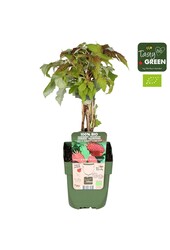Rubus idaeus Autumn Happy® Bio P13
