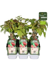 Rubus idaeus Autumn Happy® Bio P13