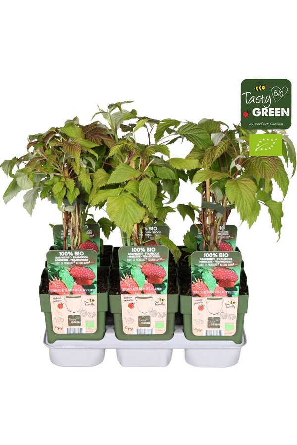 Rubus idaeus Autumn Happy® Bio P13