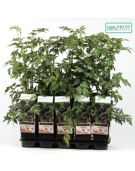Rubus fruticosus Thornless Evergreen P15