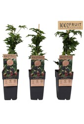 Rubus fruticosus Thornless Evergreen P15