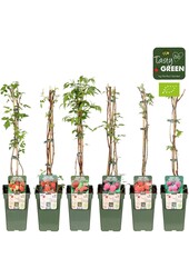 Rubus idaeus Himbeer-Mix-Tray bio P19