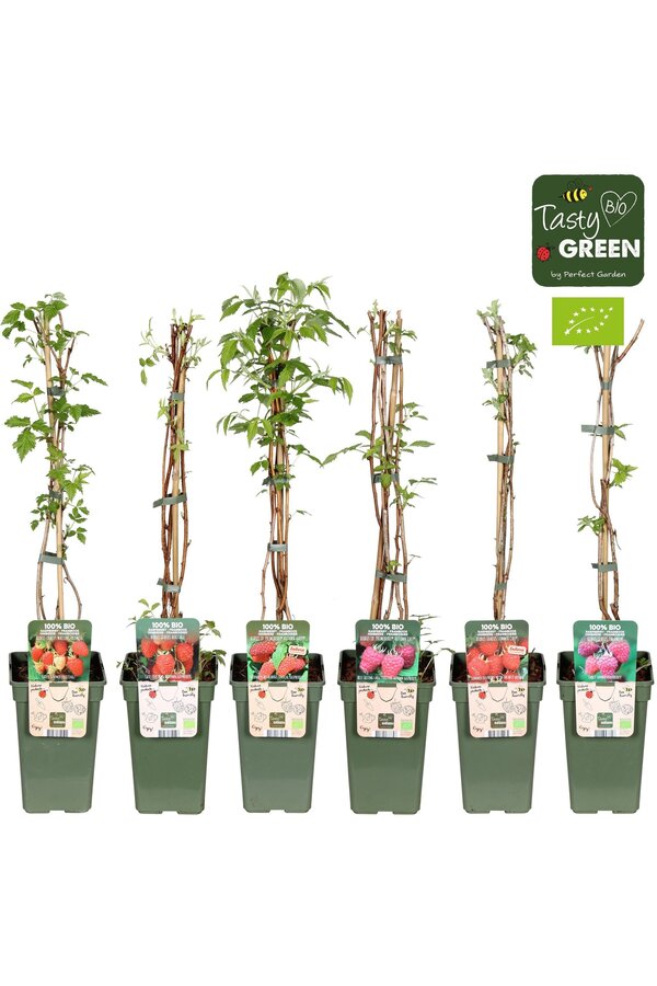 Rubus idaeus Himbeer-Mix-Tray bio P19