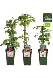 Rubus idaeus Himbeer-Mix-Tray bio P19