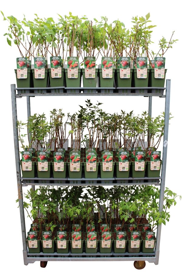 Rubus idaeus Himbeer-Mix-Tray bio P19