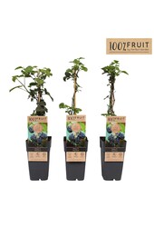 Rubus fruticosus Thornfree P15