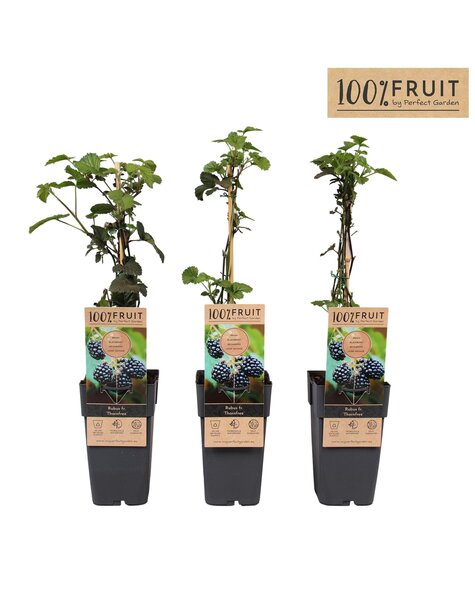 Rubus fruticosus Thornfree P15