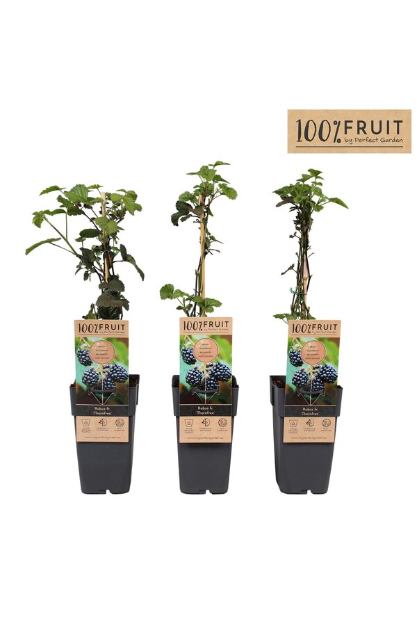 Rubus fruticosus Thornfree P15