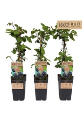 Rubus fruticosus Thornfree P15