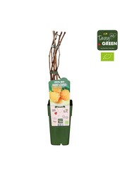 Rubus idaeus Golden Everest Bio P15