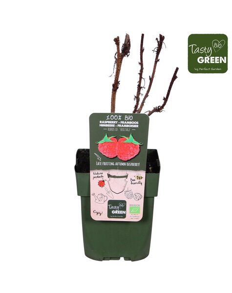 Rubus idaeus Heritage Bio P13