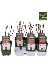 Rubus idaeus Heritage Bio P13