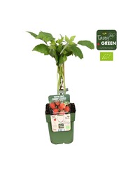Rubus idaeus Heritage Bio P13
