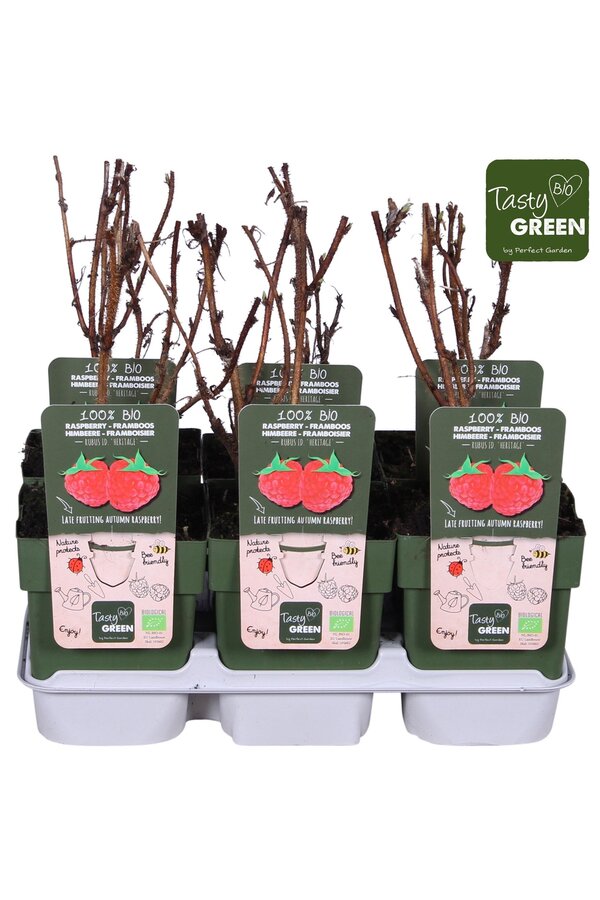 Rubus idaeus Heritage Bio P13