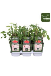 Rubus idaeus Heritage Bio P13