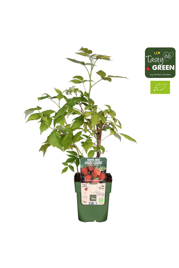 Rubus idaeus Heritage Bio P13