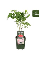 Rubus idaeus Heritage Bio P13