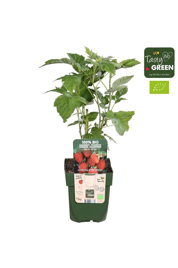 Rubus idaeus Heritage Bio P13