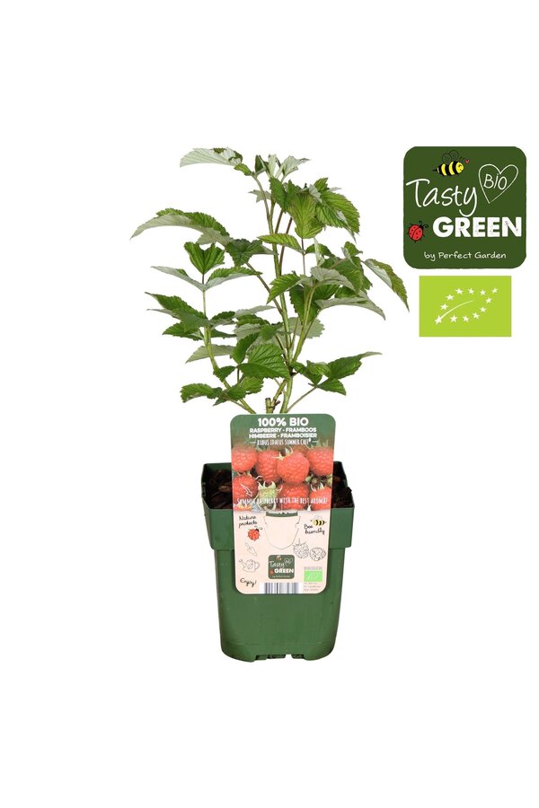 Rubus ideaus Summer Chef® Bio P13