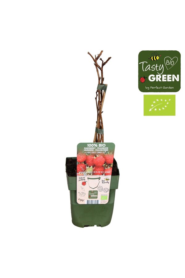 Rubus ideaus Summer Chef® Bio P13