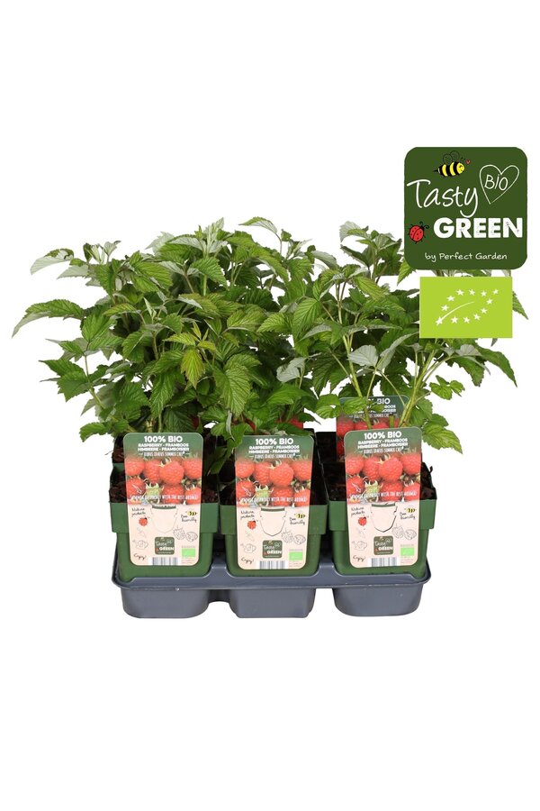 Rubus ideaus Summer Chef® Bio P13