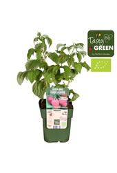 Rubus Low® Little Sweet Sister® Bio P13