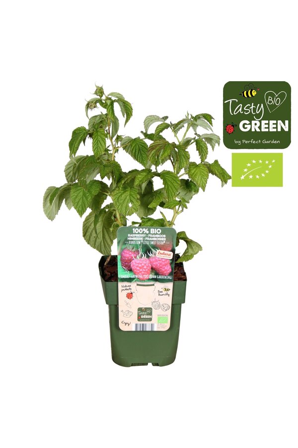 Rubus Low® Little Sweet Sister® Bio P13