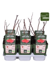 Rubus Low® Little Sweet Sister® Bio P13