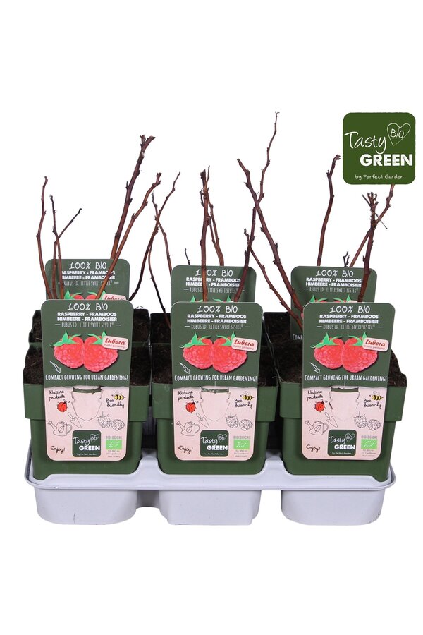 Rubus Low® Little Sweet Sister® Bio P13