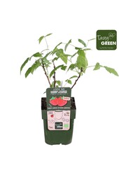 Rubus Low® Little Sweet Sister® Bio P13