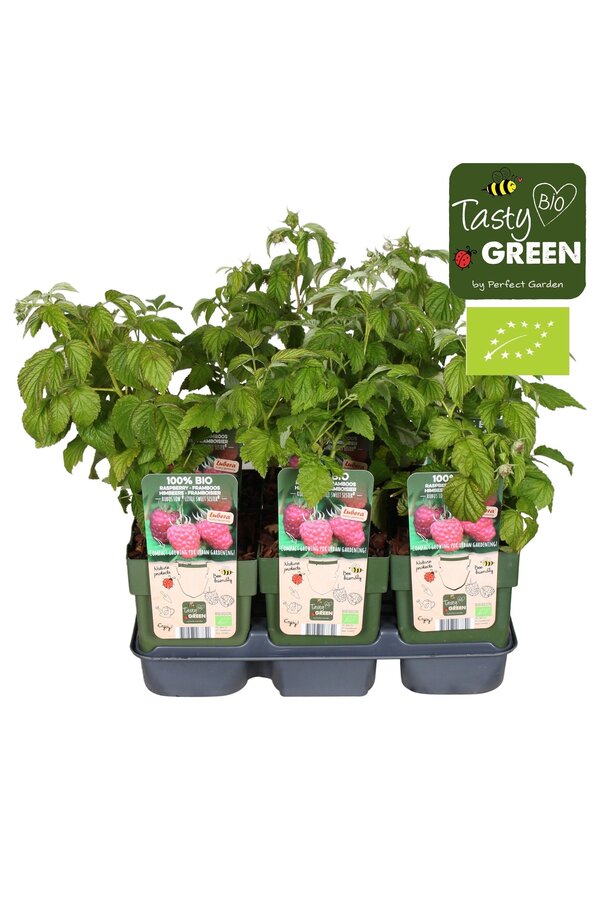 Rubus Low® Little Sweet Sister® Bio P13