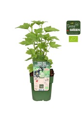 Ribes nigrum cassissima® Black Bells® Bio P13