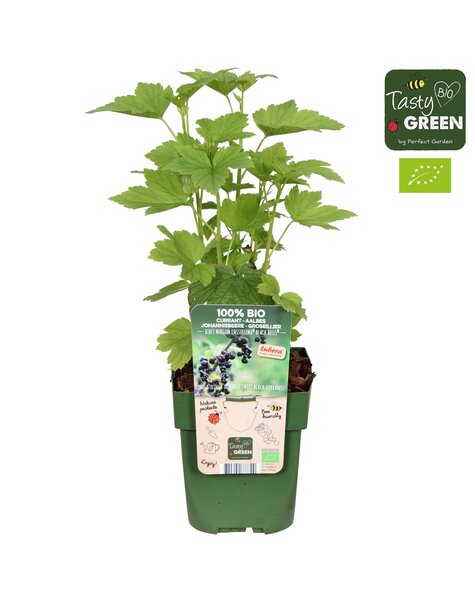 Ribes nigrum cassissima® Black Bells® Bio P13
