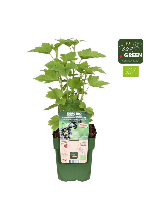 Ribes nigrum cassissima® Black Bells® Bio P13