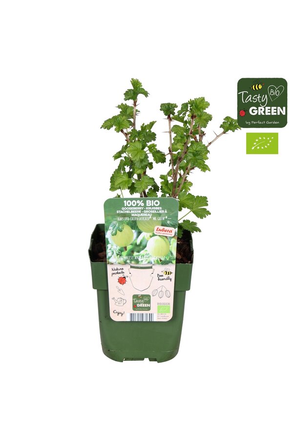 Ribes uva-crispa Easycrisp® Mr. Green® Bio P13