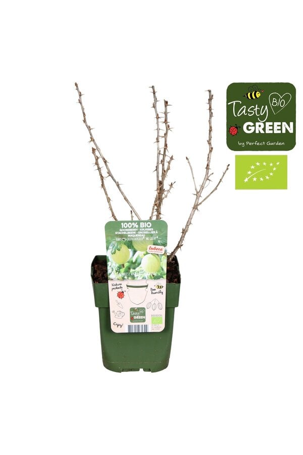 Ribes uva-crispa Easycrisp® Mr. Green® Bio P13
