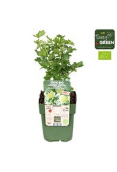 Ribes uva-crispa Easycrisp® Mr. Green® Bio P13