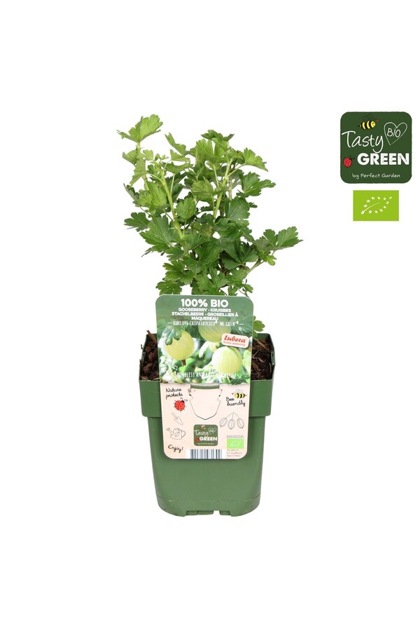 Ribes uva-crispa Easycrisp® Mr. Green® Bio P13