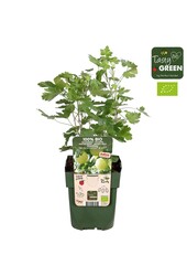 Ribes uva-crispa Easycrisp® Mr. Green® Bio P13