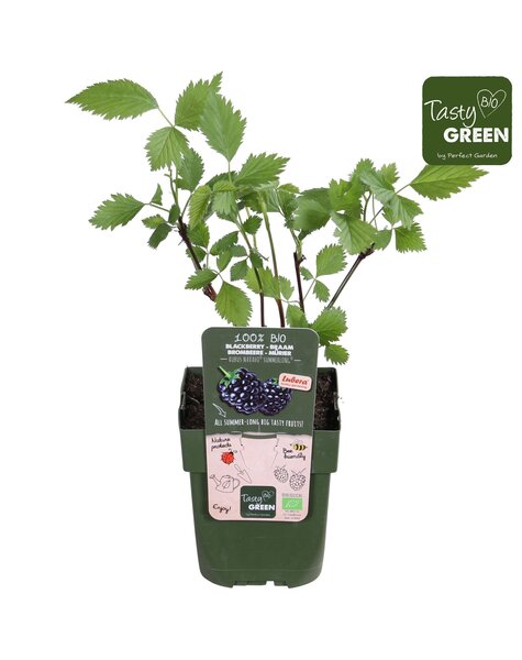 Rubus Navaho® Summerlong® Bio P13