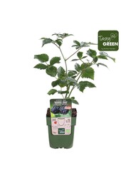 Rubus Navaho® Summerlong® Bio P13