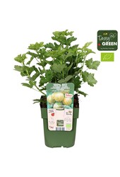 Ribes uva-crispa Crispa® Goldling® Bio P13