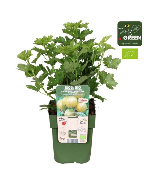 Ribes uva-crispa Crispa® Goldling® Bio P13
