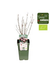 Ribes uva-crispa Crispa® Darling® Bio P19
