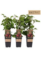 Rubus phoenicolasius P15