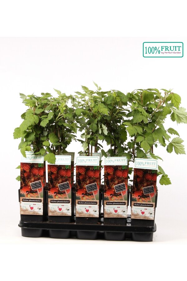 Rubus phoenicolasius P15