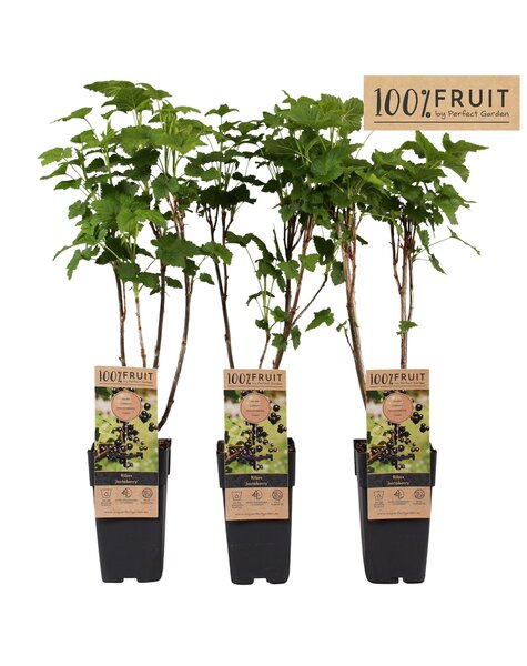 Ribes Jostabeere P15